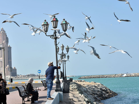 غذا دادن به مرغان دریایی در ساحل شهر ابوظبی امارات/ گلف نیوز