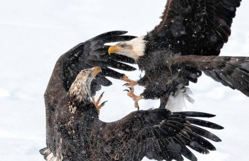 نبرد دو عقاب بر فراز آسمان/ ایالت آلاسکا آمریکا/ عکس روز وب سایت 