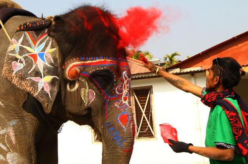 رنگ‌آمیزی یک فیل برای شرکت در مسابقات انتخاب زیباترین فیل/ نپال/ شینهوا