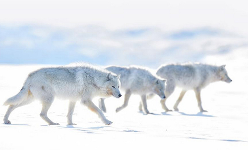 گروهی از گرگ‌های سفید قطبی در کانادا/ عکس روز وب سایت 