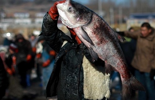 صید یک ماهی بزرگ در استان جیلین چین/ خبرگزار ی فرانسه