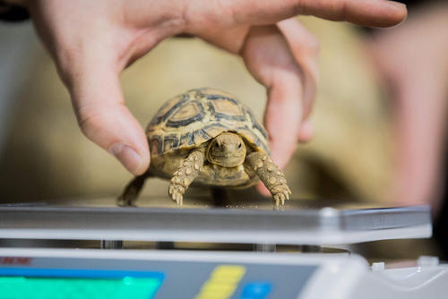 وزن کردن یک بچه لاک‌پشت در سرشماری سالانه باغ وحش 