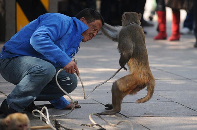 حمله میمون دست آموز به صاحبش