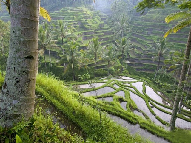 عکس از کشور بالی