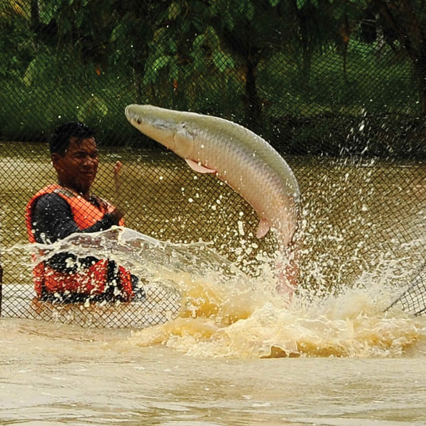 صید ماهی در رود آمازون