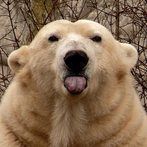 خرس قطبي