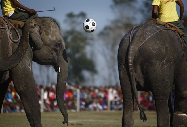 فوتبال فیل ها