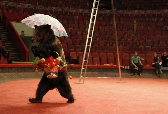 خرس 11 ساله معروف سیرک مسکو 