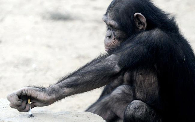 شامپانزه 