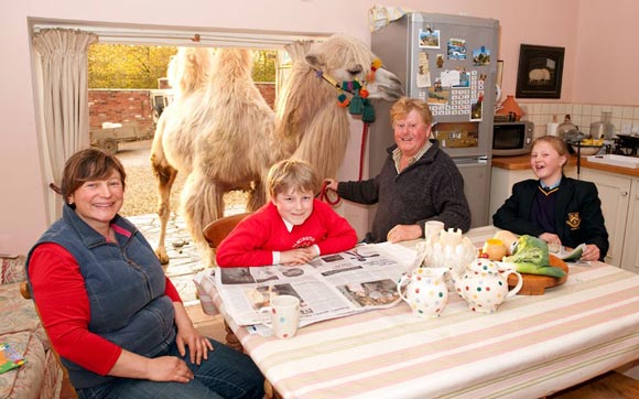 همزیستی یک خانواده انگلیسی با شتر
