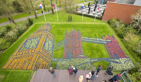 عکس گلهای کشور هلند