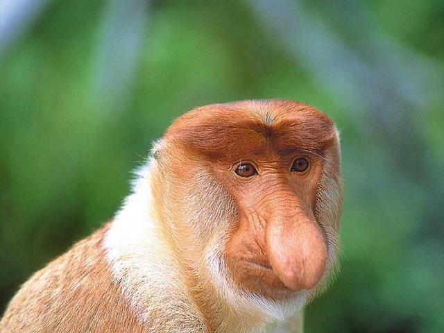 میمون دماغ دراز (عکس)