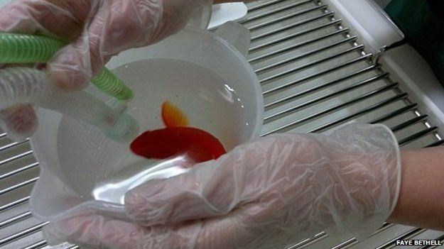 جراحی ماهی قرمزی که یبوست داشت (+عکس)