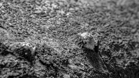 رشد قارچ ها (عکس متحرک)