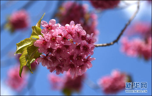 شکوفه‌ های گیلاس شهر 