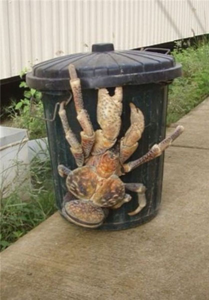 خرچنگی عجیب (+عکس)