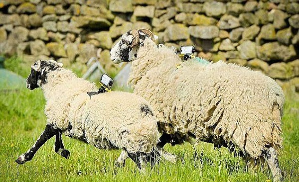 افزایش سرعت اینترنت با استفاده از گوسفندها!