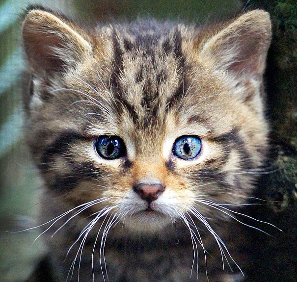 چهره های پنهان!(عکس)