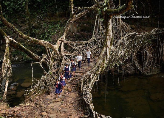 پلی از ریشه درخت (+عکس)