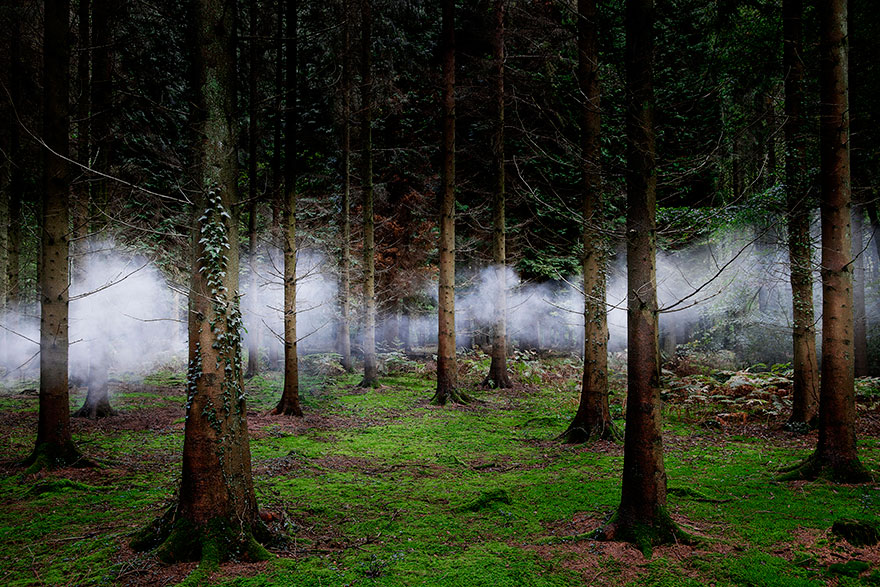 عکاسی در جنگل های انگلیس(عکس)