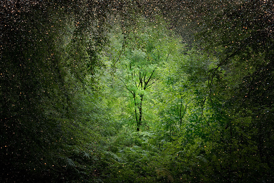 عکاسی در جنگل های انگلیس(عکس)