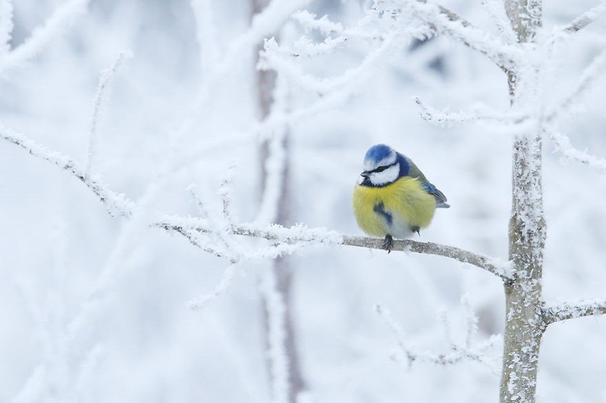 طبیعت زمستانی استونی(عکس)