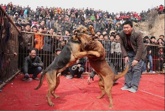 جنگ سگ ها در چین (عکس)