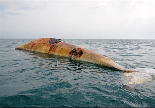 کشف لاشه ‌نهنگ ۱۳متری در سواحل بوشهر
