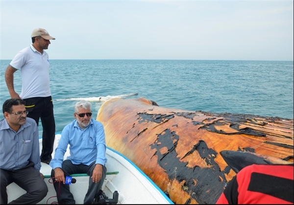 کشف لاشه ‌نهنگ ۱۳متری در سواحل بوشهر