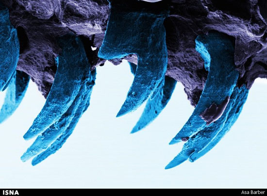 قوی‌ترین ماده طبیعی جهان (+عکس)