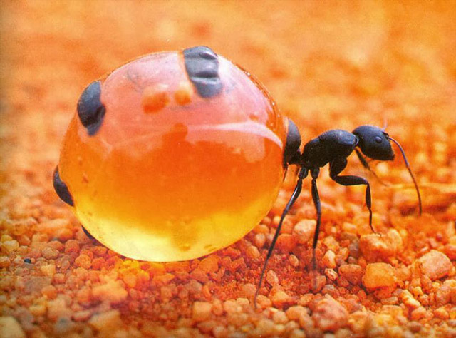 مورچه ای که عسل تولید می کند (+عکس)