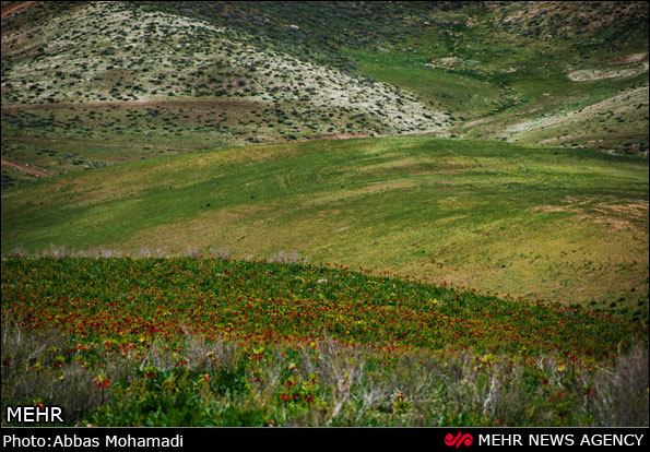 دشت لاله های واژگون - چهارمحال و بختیاری (عکس)