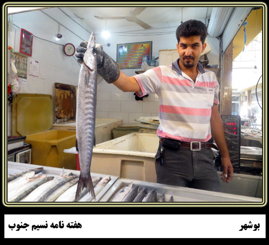 روایتی تصویری یک روز در بازار ماهی فروشان بوشهر