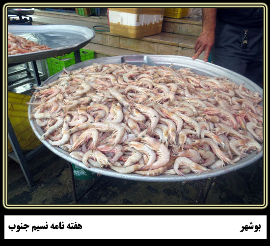 روایتی تصویری یک روز در بازار ماهی فروشان بوشهر