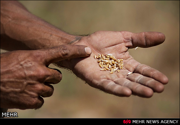 برداشت گندم در خوزستان (عکس)