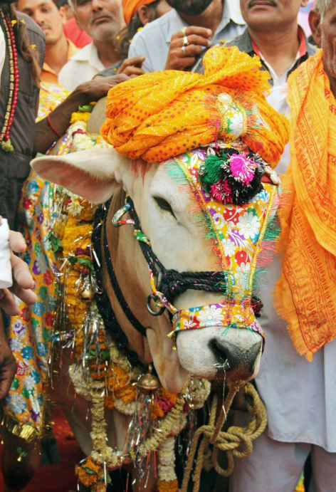 عروسی پر زرق و برق گاوها در هند! (+عکس)