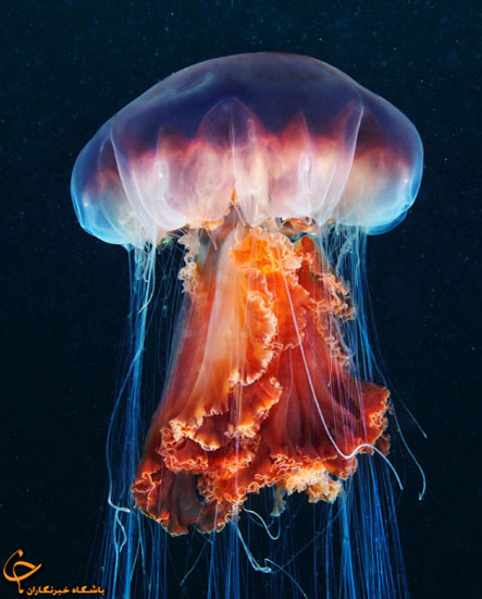 موجودات ناشناخته‌ی اقیانوس‌ها (عکس)