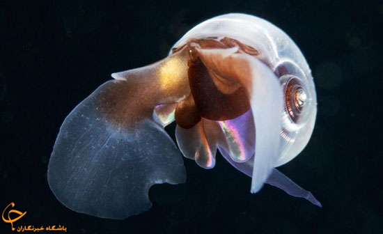 موجودات ناشناخته‌ی اقیانوس‌ها (عکس)