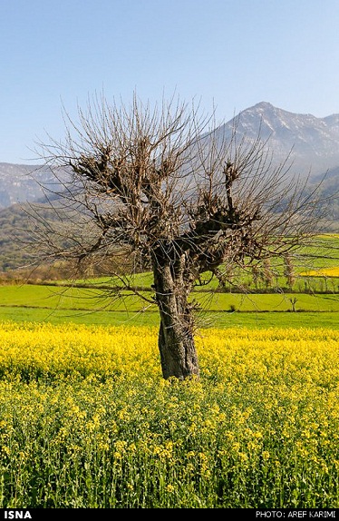 طبیعت زیبای بهاری گرگان (عکس)