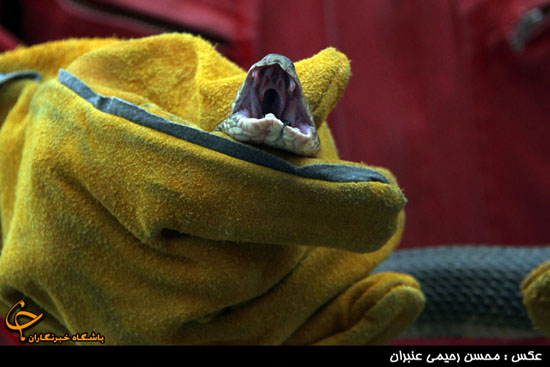 صید مار کبرا در مشهد (عکس)