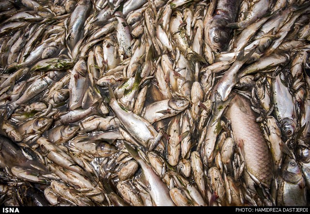 مرگ ۲ میلیون ماهی در سد فشافویه