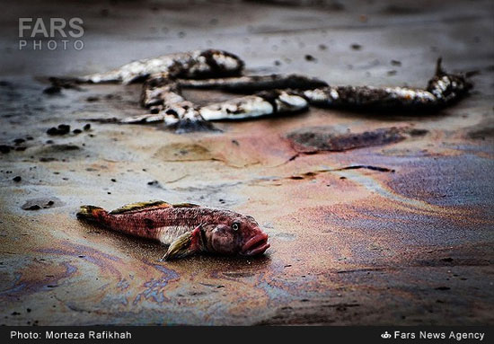صحنه ای دردناک در دریای خزر (عکس)