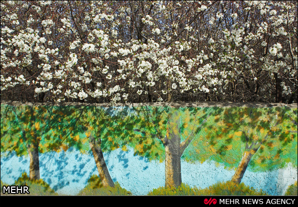 شکوفه های بهاری در اردبیل (عکس)