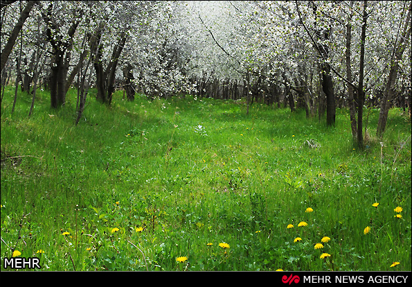 شکوفه های بهاری در اردبیل (عکس)