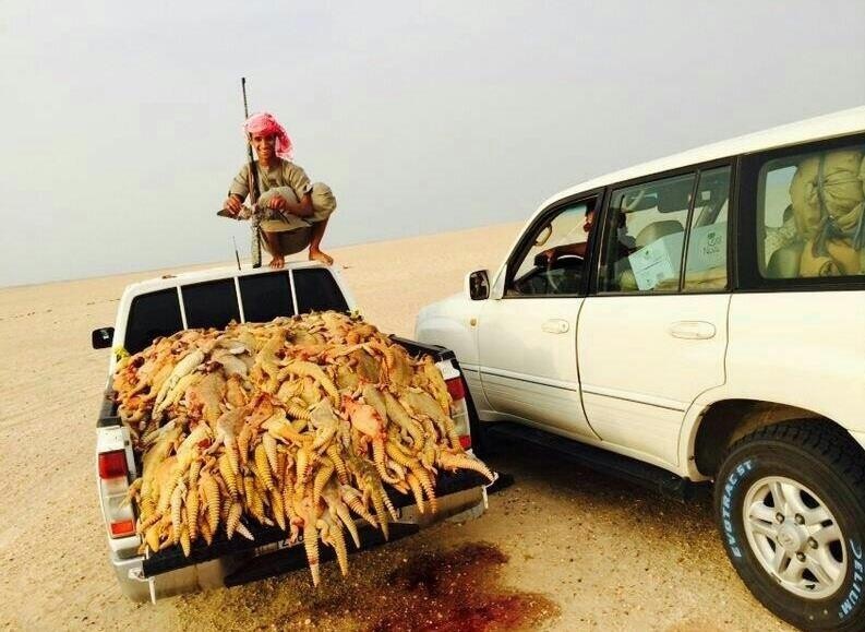 کشتار بی رحمانه سوسمار در عربستان (+عکس)