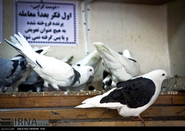 فروش حیوانات اهلی در اردبیل (عکس)