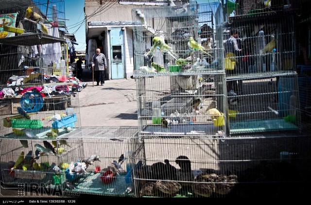 فروش حیوانات اهلی در اردبیل (عکس)