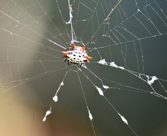 عنکبوتی زیبا به نام جواهر (عکس)