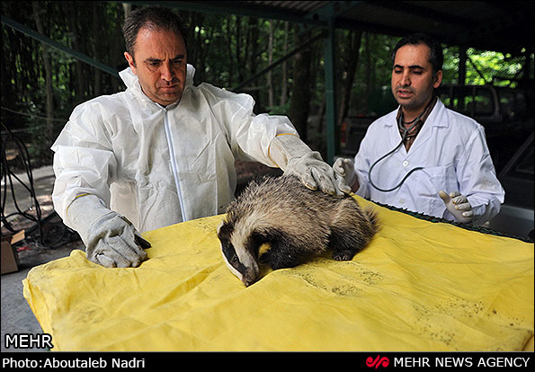 تیمار و درمان پرندگان و حیوانات در گرگان (عکس)