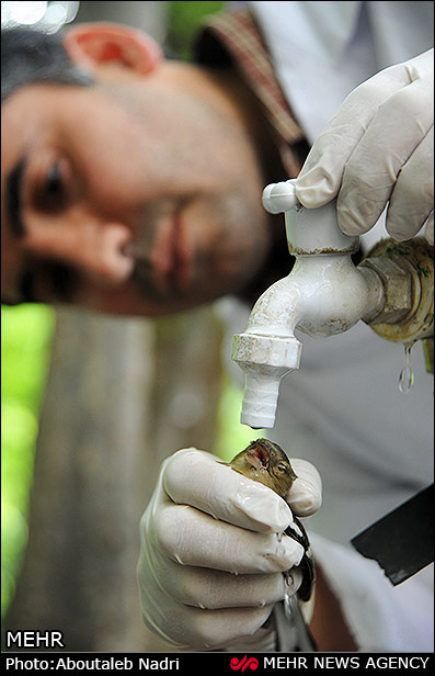 تیمار و درمان پرندگان و حیوانات در گرگان (عکس)